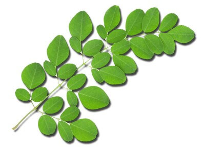 Moringa